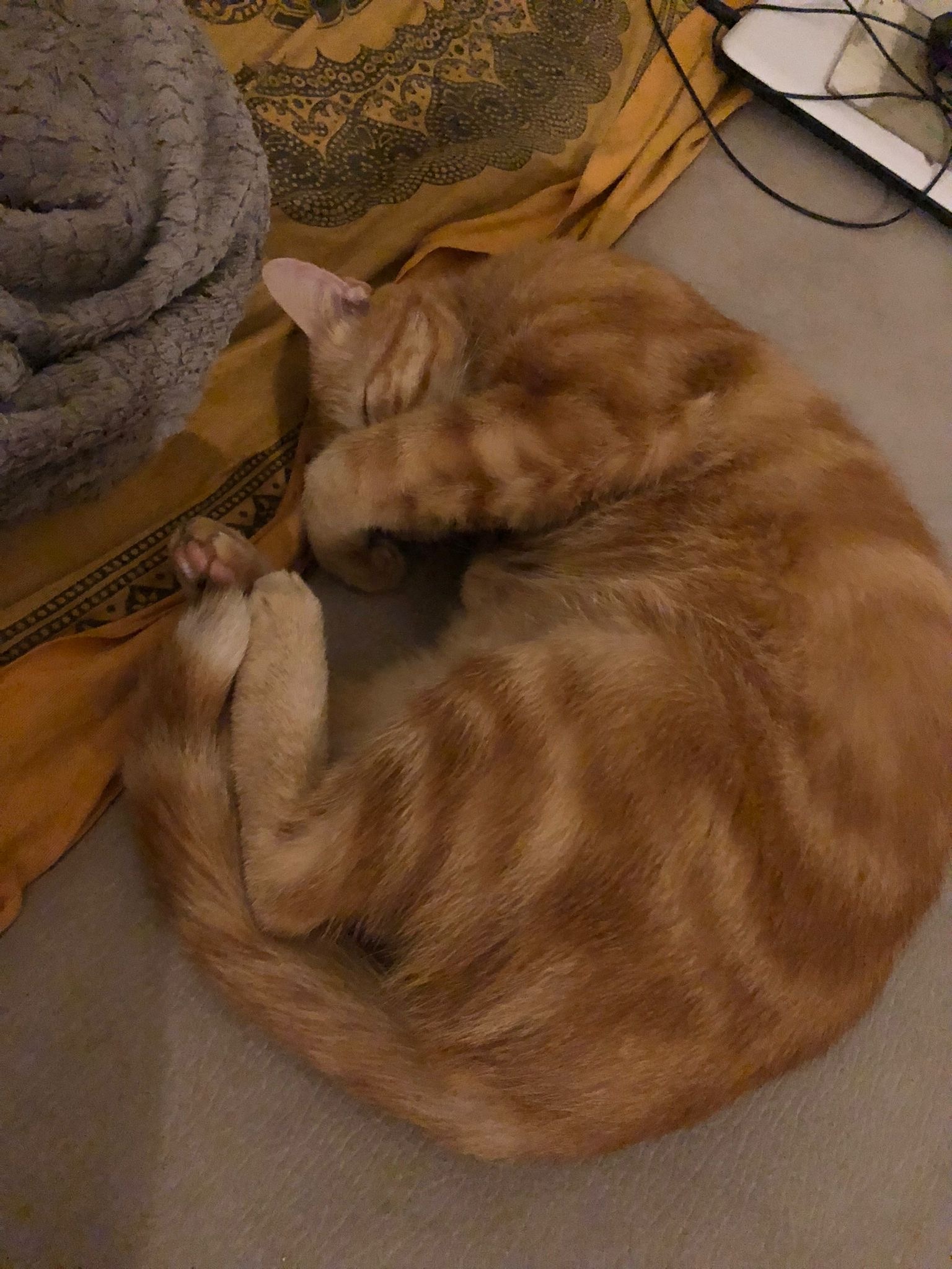 Brian - Niel - Anvers | Annonce Rencontre